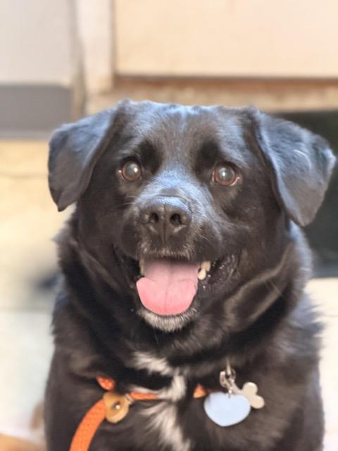 Enlarge Walter, a ADOPTABLE mixed breed in Sparta, NJ image 6/6