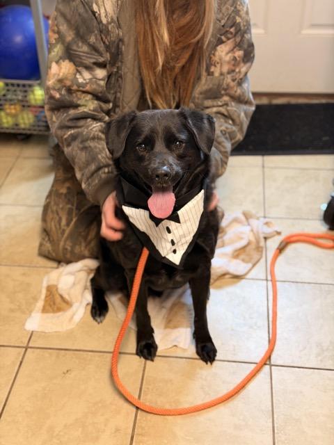 Enlarge Walter, a ADOPTABLE mixed breed in Sparta, NJ image 2/6