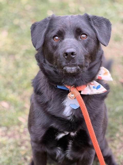 Enlarge Walter, a ADOPTABLE mixed breed in Sparta, NJ image 5/6