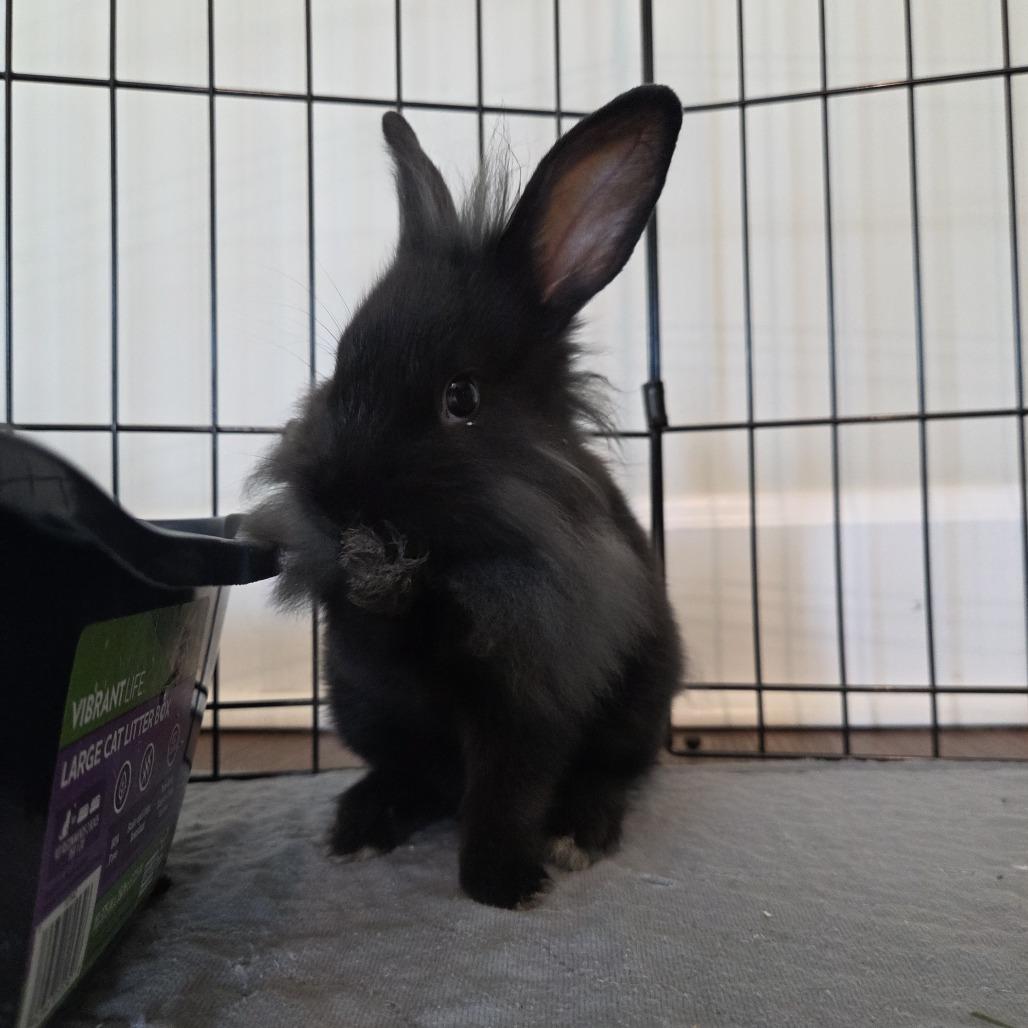 Rolo, Adoptable, Young Male Lionhead.