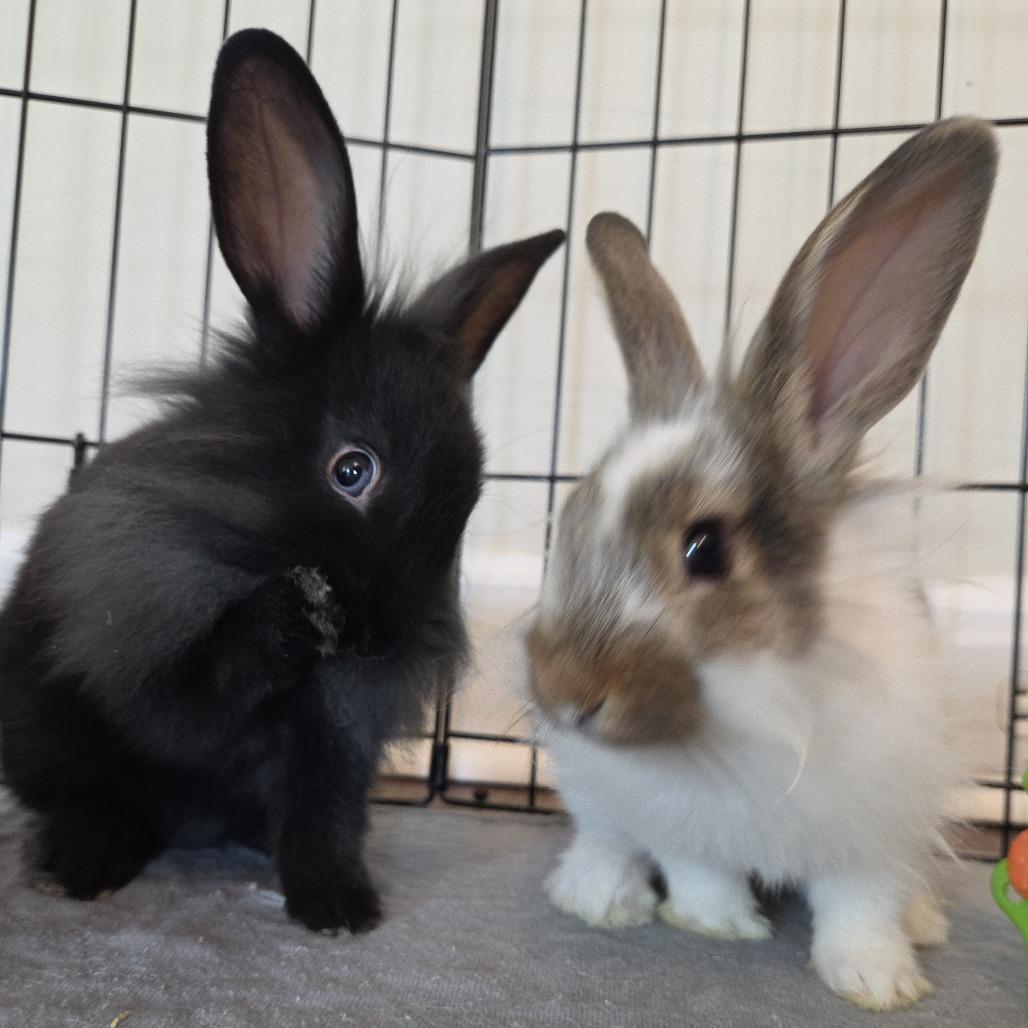 Enlarge Rolo, a Adoptable Lionhead in Hilliard , FL image 2/6