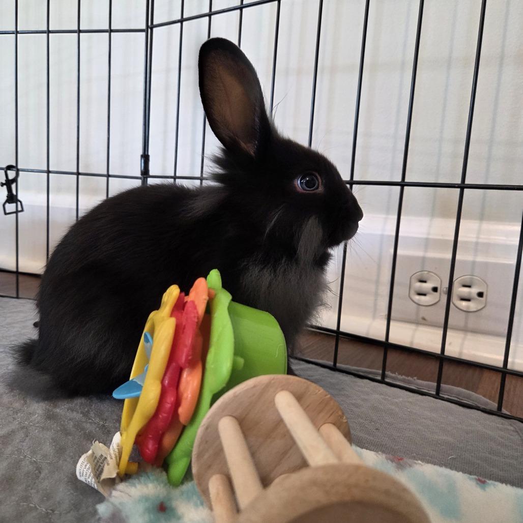 Enlarge Rolo, a Adoptable Lionhead in Hilliard , FL image 3/6