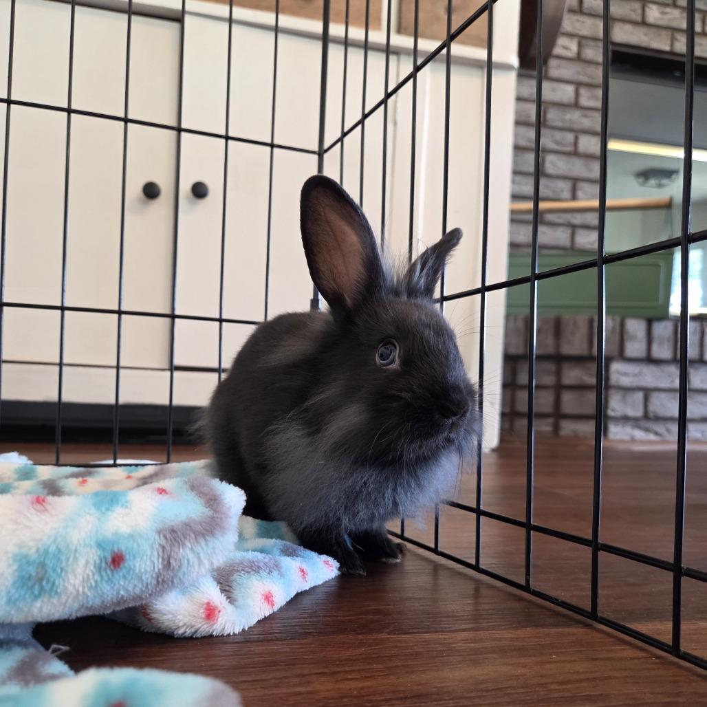 Enlarge Rolo, a Adoptable Lionhead in Hilliard , FL image 4/6