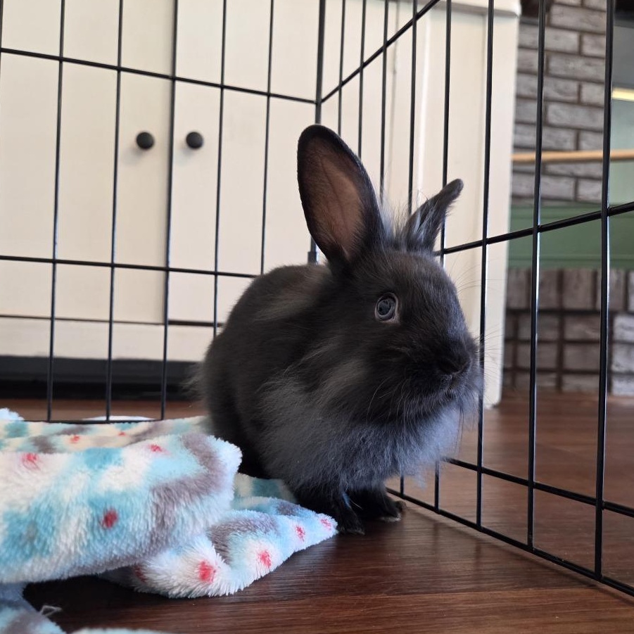 Enlarge Rolo, a Adoptable Lionhead in Hilliard , FL image 1/6