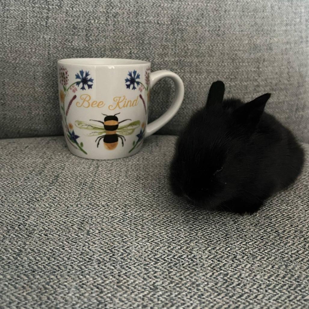 Enlarge Rolo, a Adoptable Lionhead in Hilliard , FL image 5/6