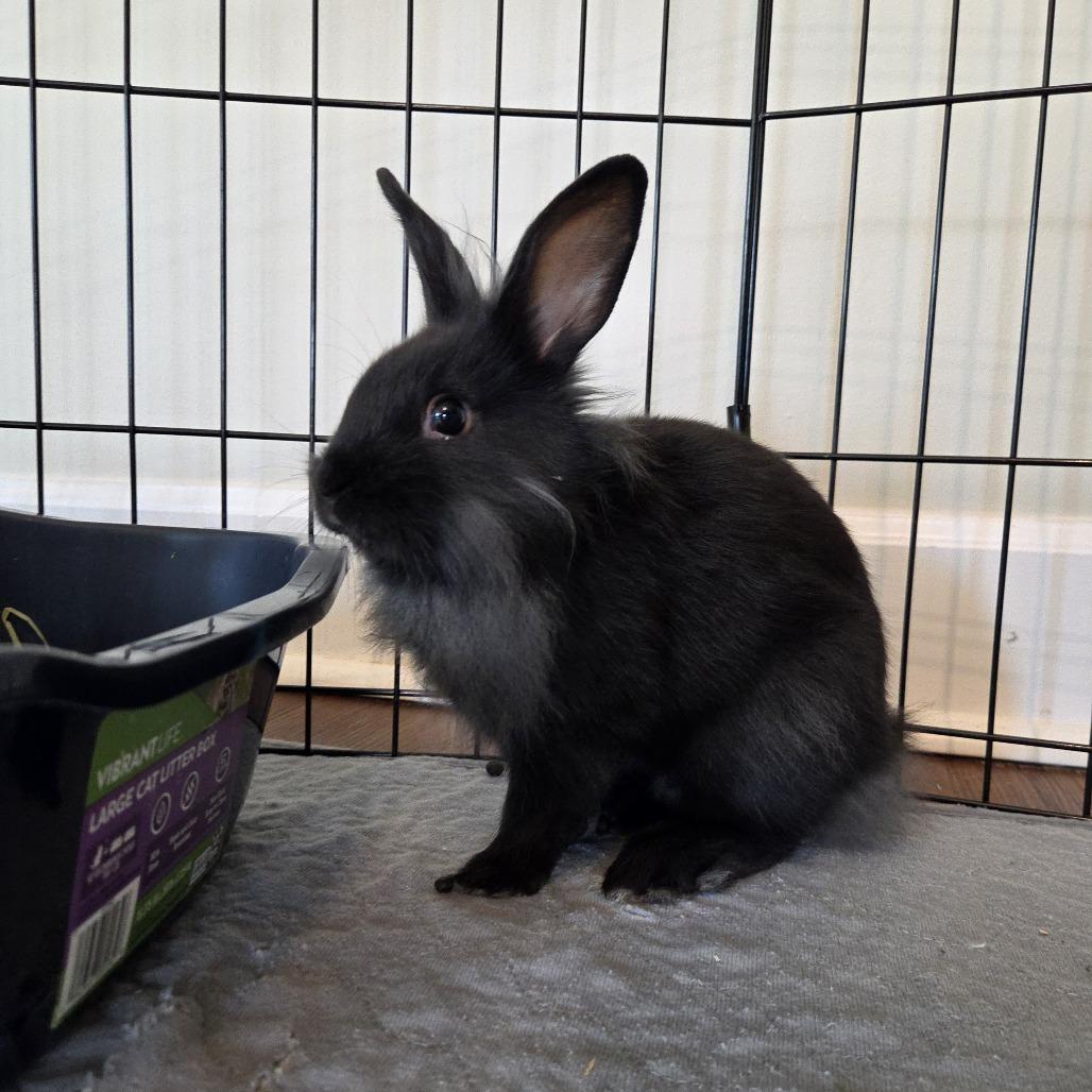 Enlarge Rolo, a Adoptable Lionhead in Hilliard , FL image 6/6