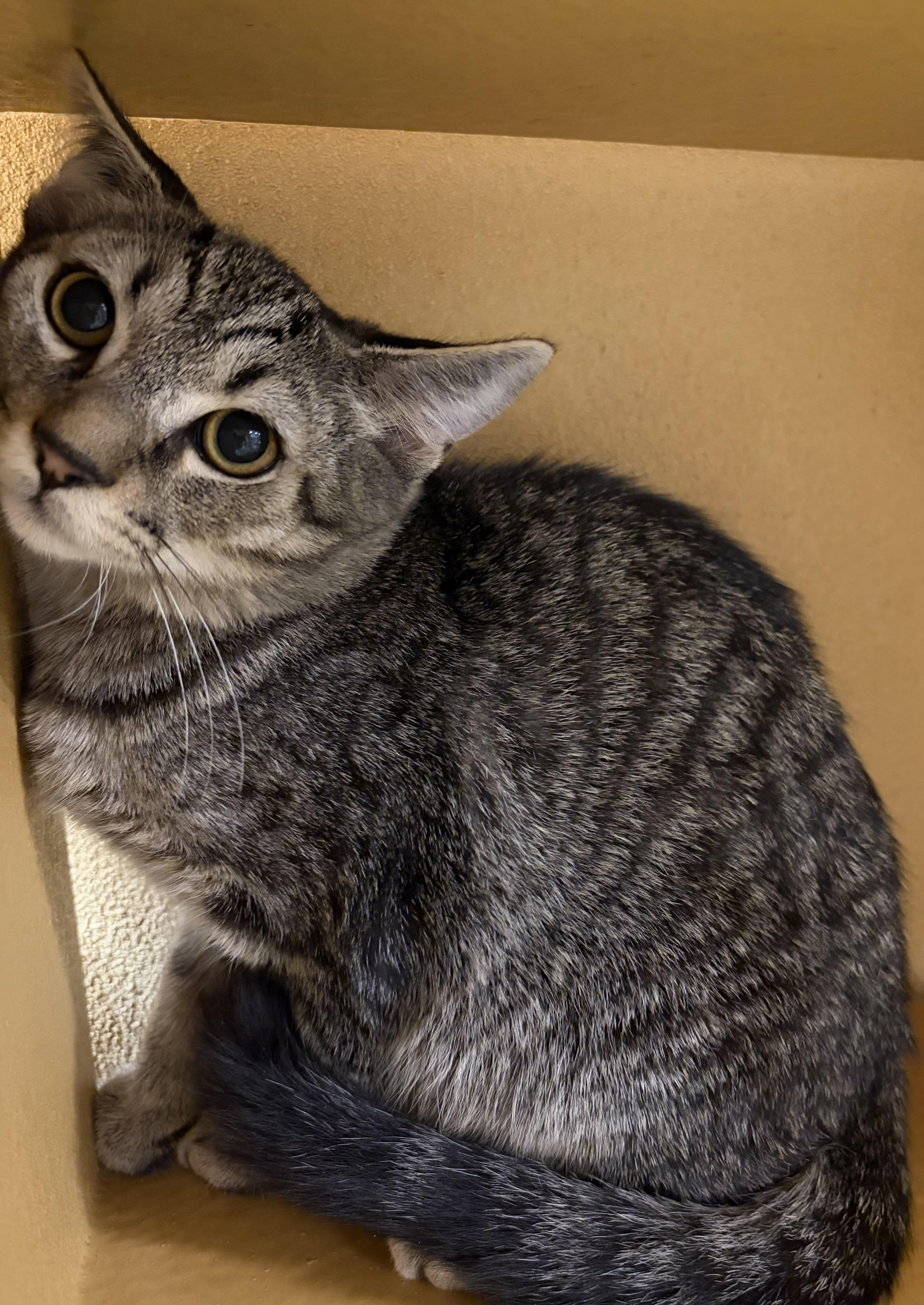 Edison Julian (cuddly and playful boy), adopted, Kitten Male Domestic Short Hair.