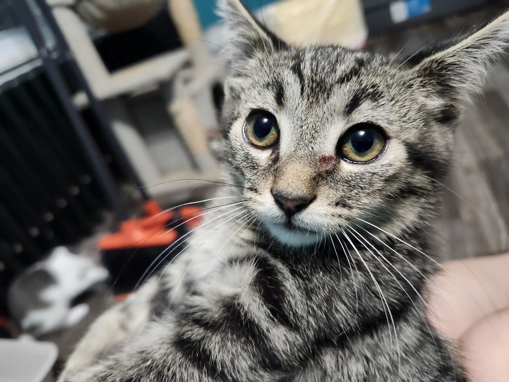 Edison Julian (cuddly and playful boy), an adopted Domestic Short Hair in Stowe, PA image 2/2
