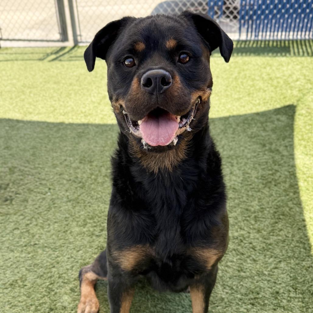 Roxanne, Adoptable, Adult Female Rottweiler.