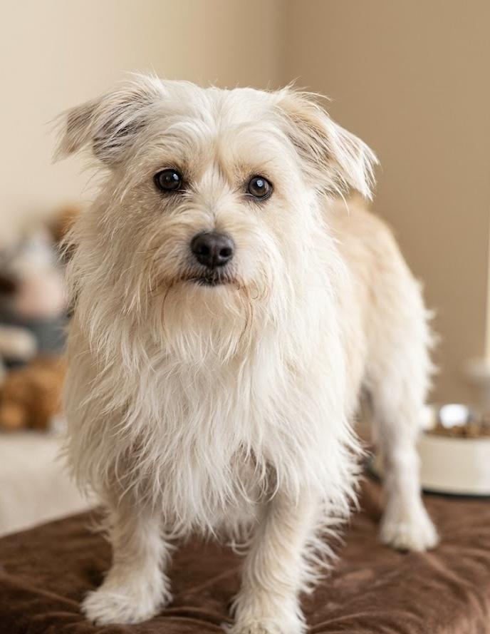 Ruthie, ADOPTABLE, Young Female Cairn Terrier.