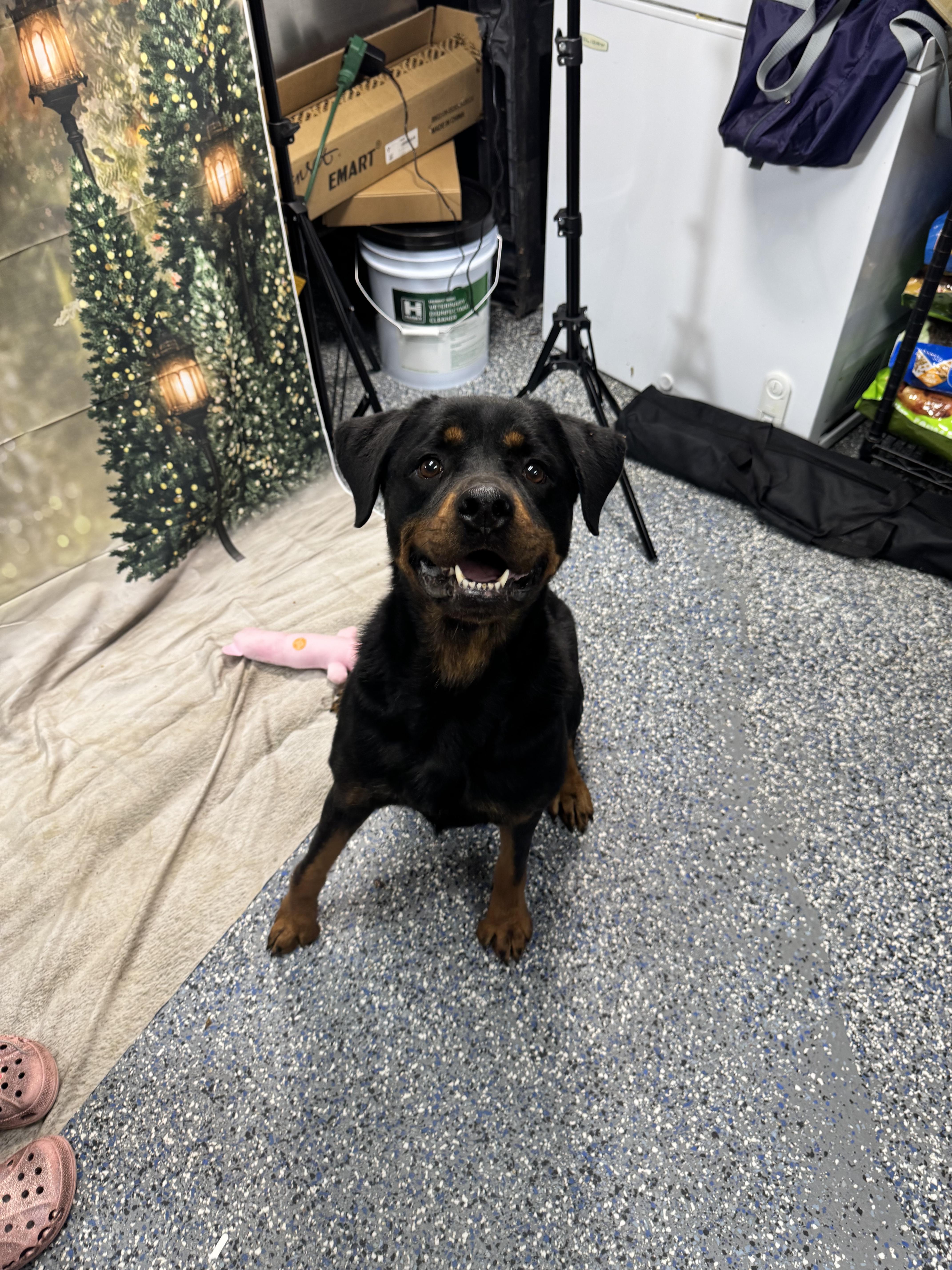 Enlarge Pebbles, a ADOPTABLE Rottweiler in Elizabethtown, NC image 2/2