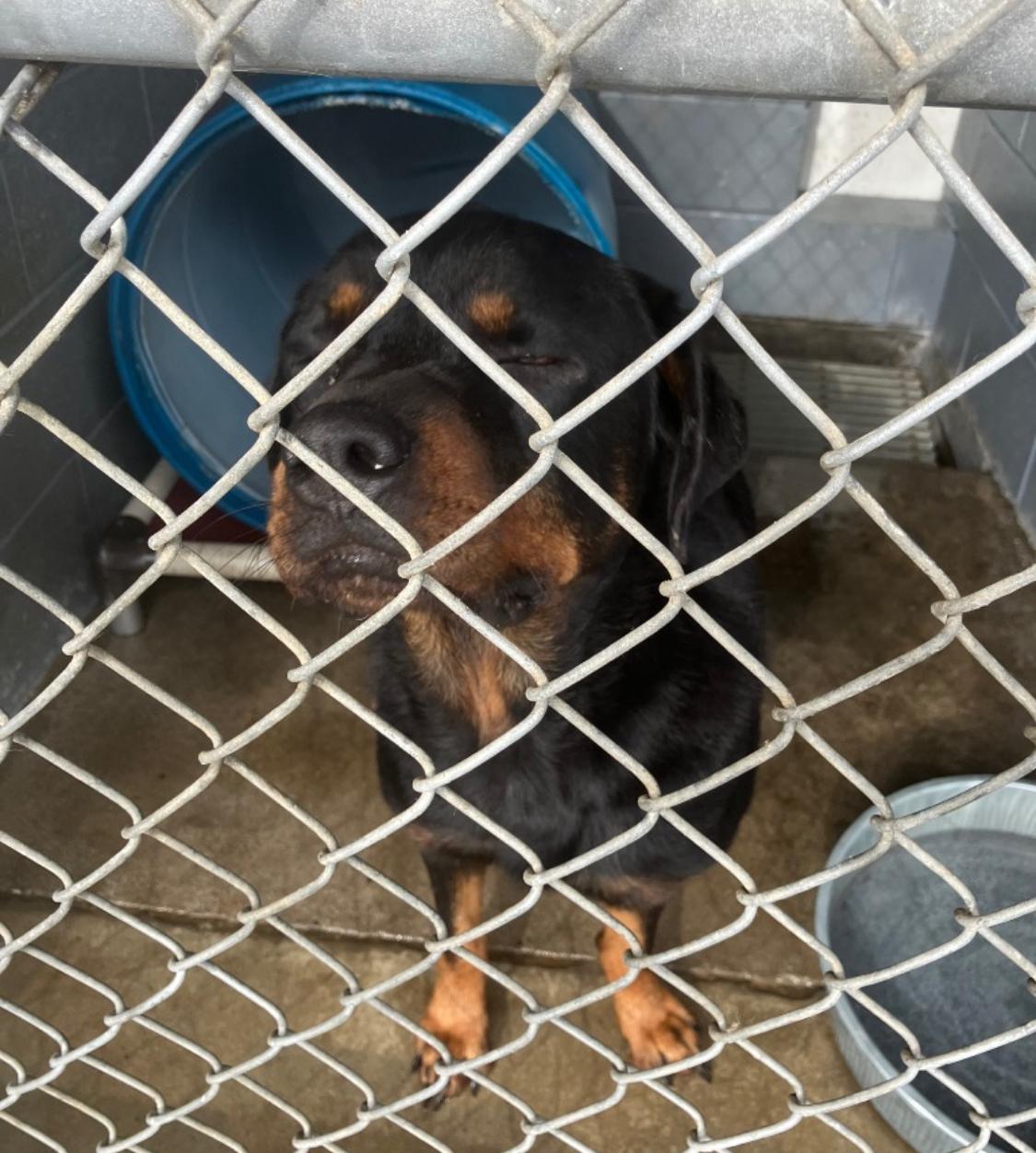 Pebbles, ADOPTABLE, Adult Female Rottweiler.