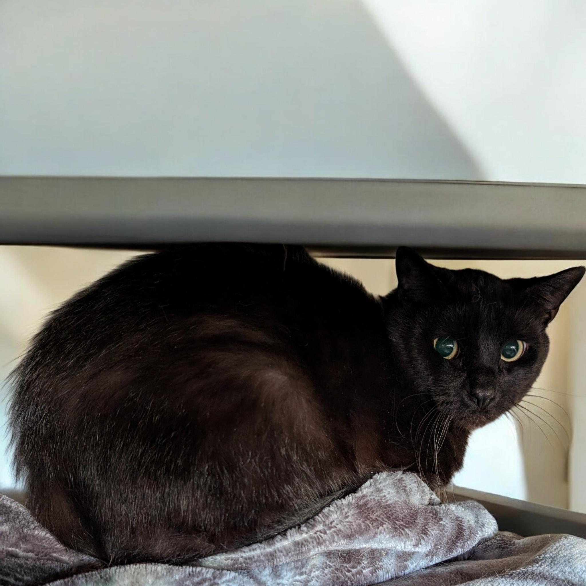 Sparkles, Adult Male Domestic Short Hair