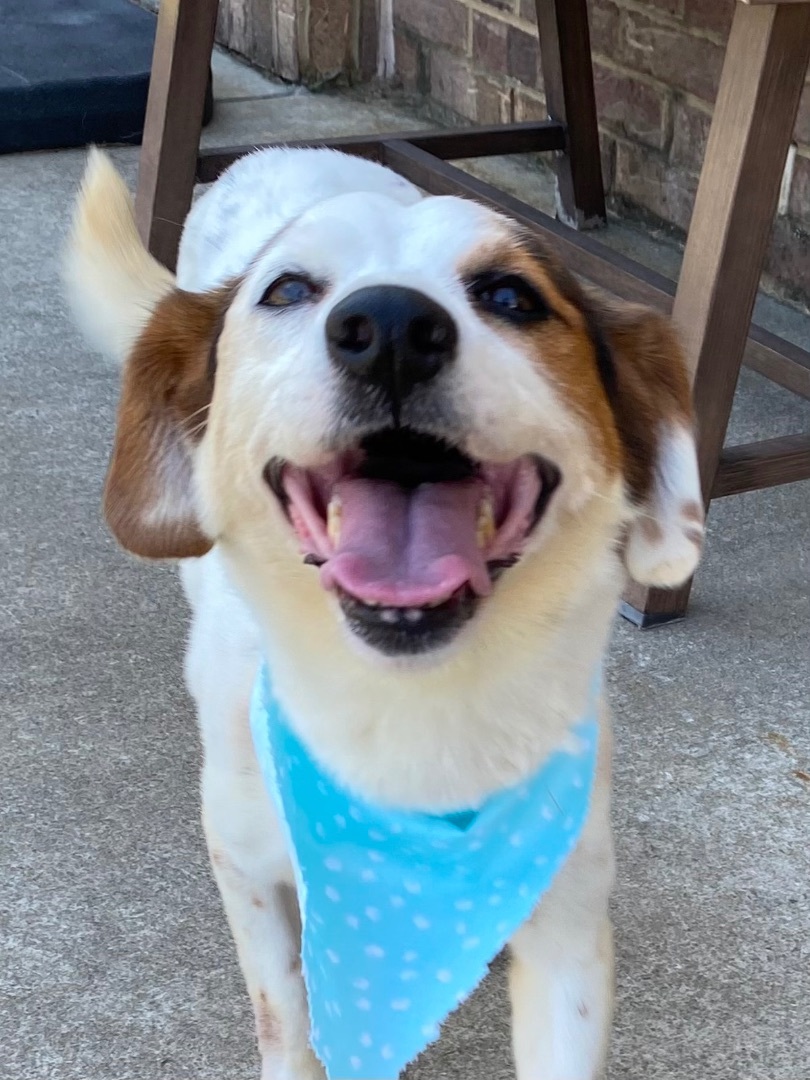 Enlarge Lily, a Adoptable Beagle in Monroe, GA image 1/6