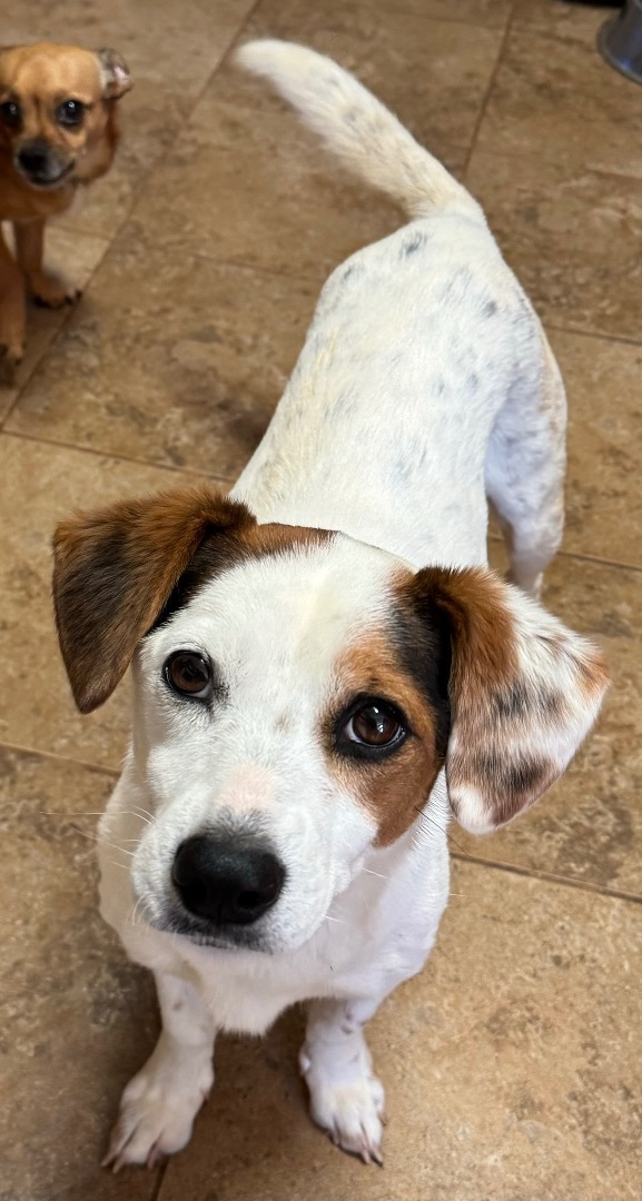 Enlarge Lily, a Adoptable Beagle in Monroe, GA image 2/6