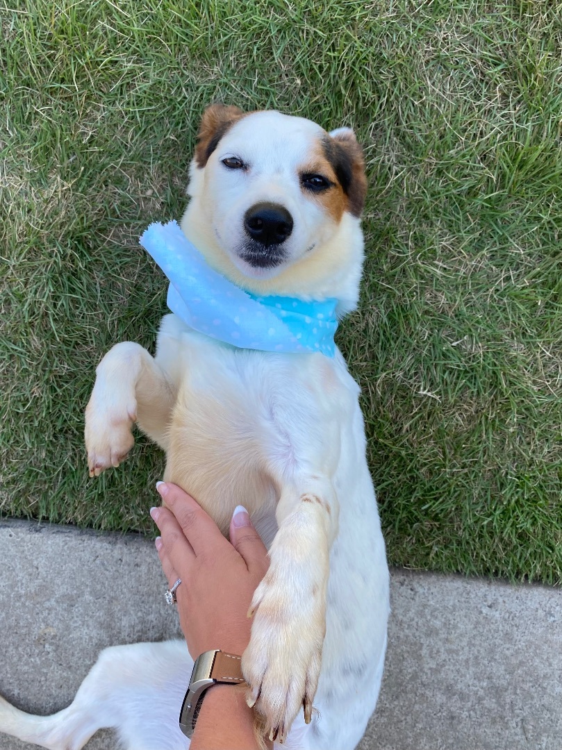 Enlarge Lily, a Adoptable Beagle in Monroe, GA image 3/6