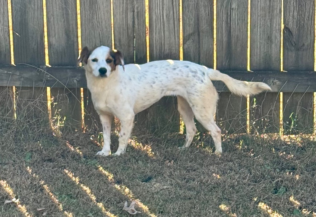 Enlarge Lily, a Adoptable Beagle in Monroe, GA image 4/6