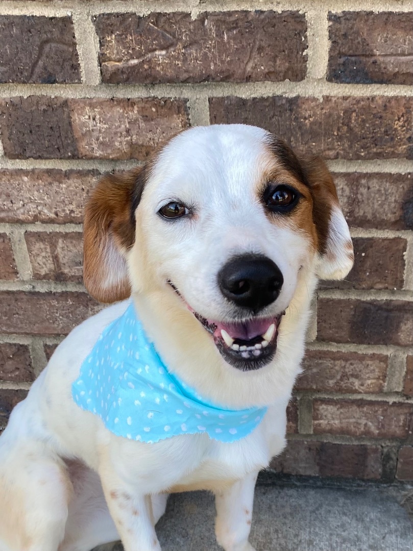 Enlarge Lily, a Adoptable Beagle in Monroe, GA image 5/6