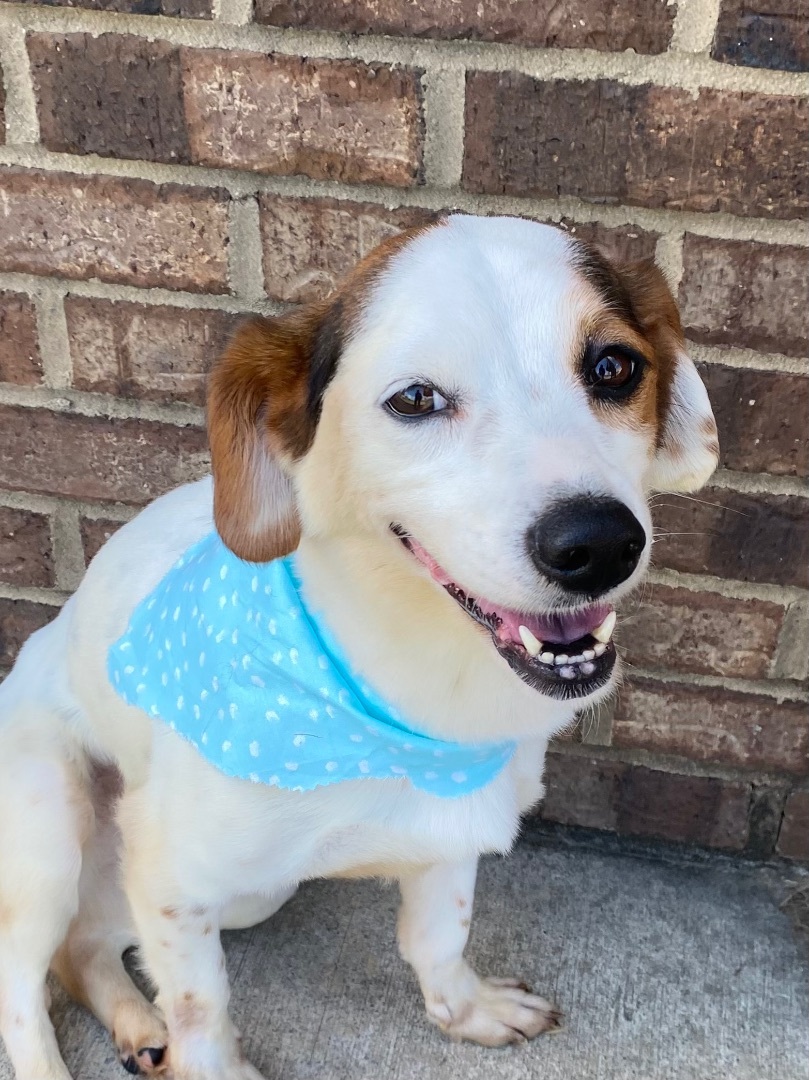 Enlarge Lily, a Adoptable Beagle in Monroe, GA image 6/6