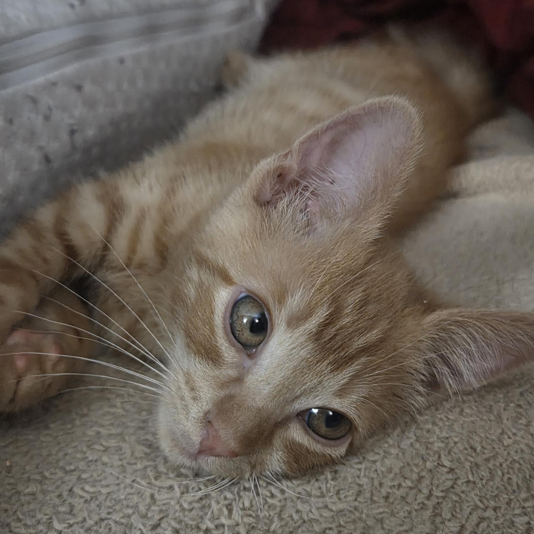 Dumpling, a ADOPTABLE Domestic Short Hair in Queen Creek, AZ image 5/5