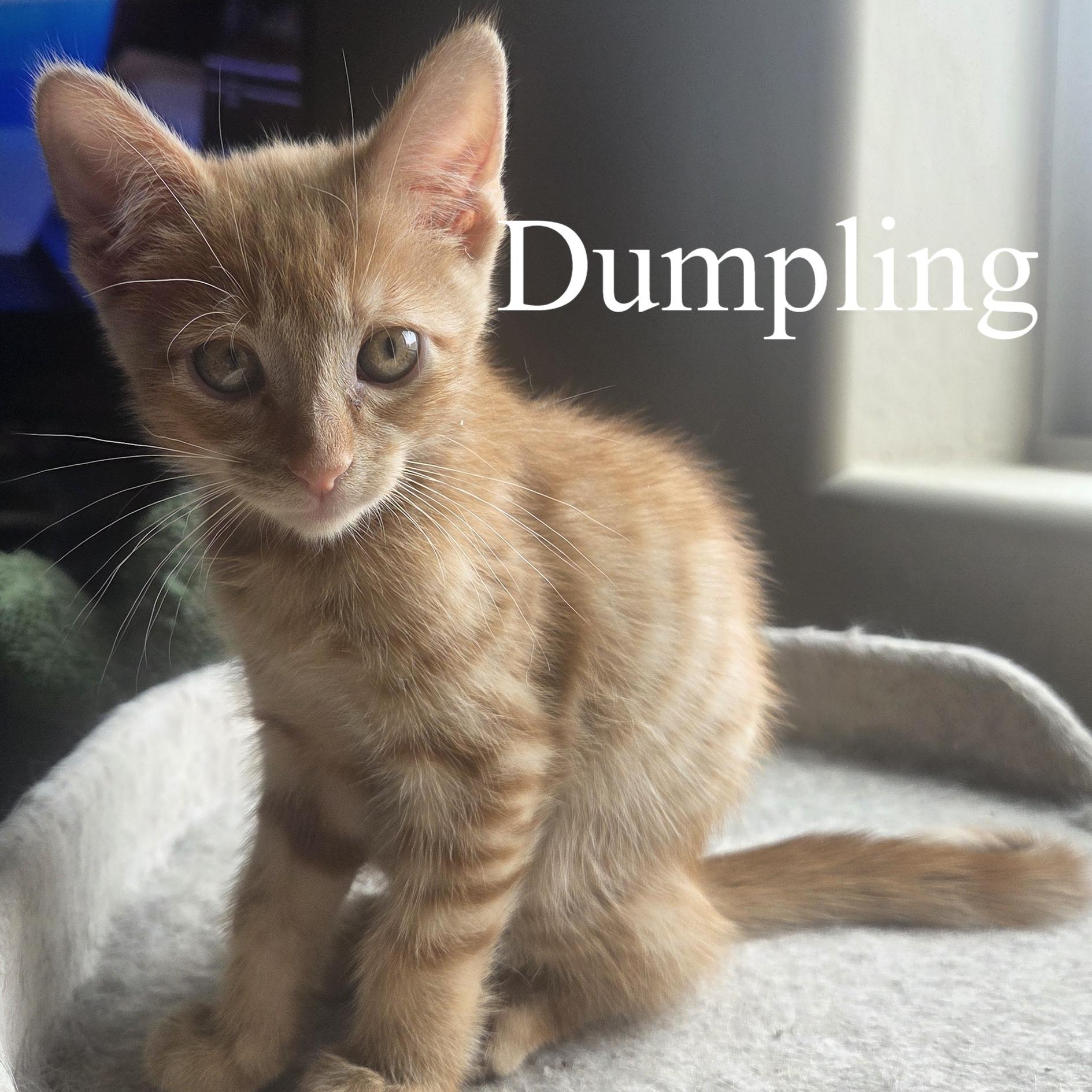 Dumpling, ADOPTABLE, Kitten Male Domestic Short Hair.