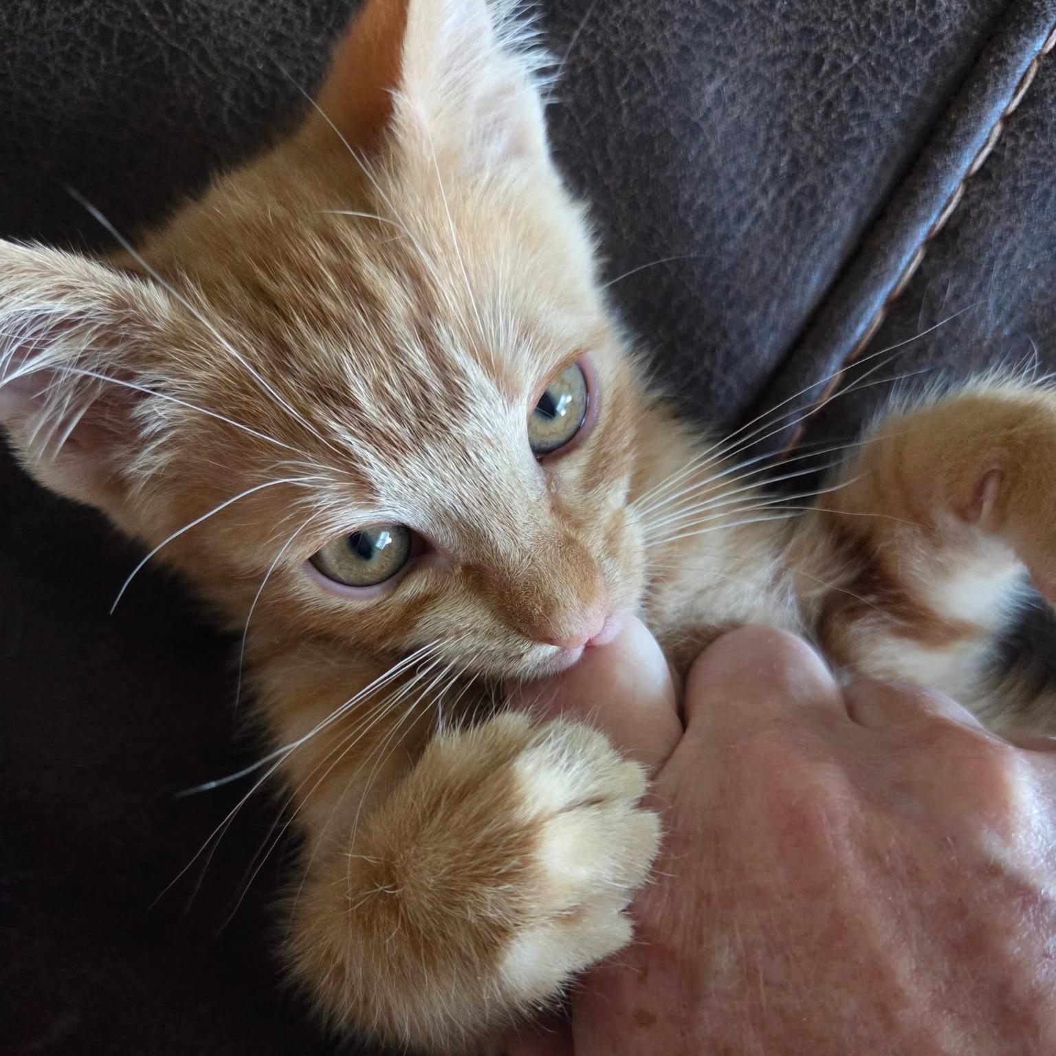 Dumpling, a ADOPTABLE Domestic Short Hair in Queen Creek, AZ image 2/5