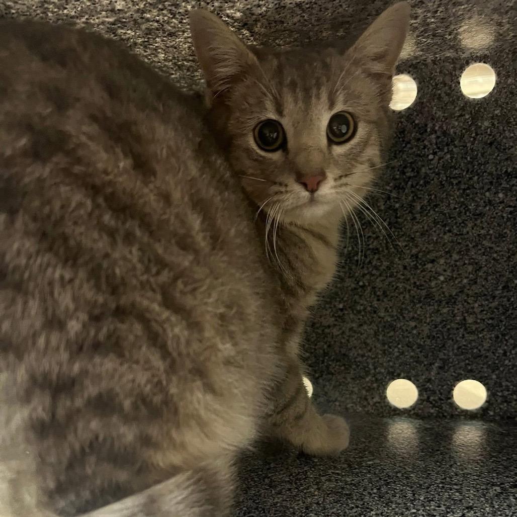 Coleslaw, Adoptable, Young Female Domestic Short Hair.