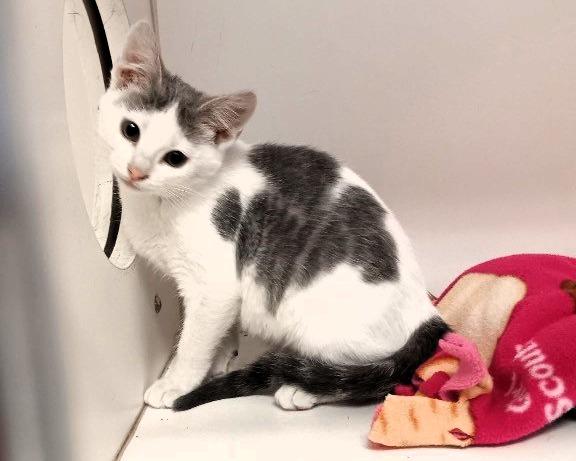 Enlarge Louie, a Adoptable mixed breed in Crandon, WI image 1/1