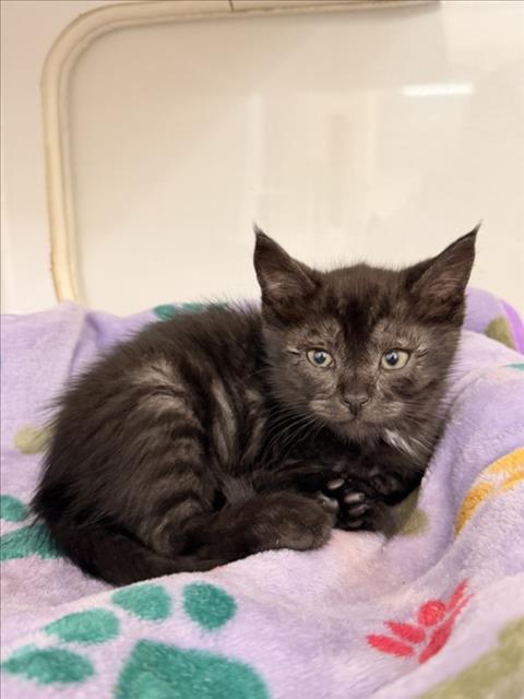 BRENNAN, Adoptable, Kitten Male Domestic Short Hair.