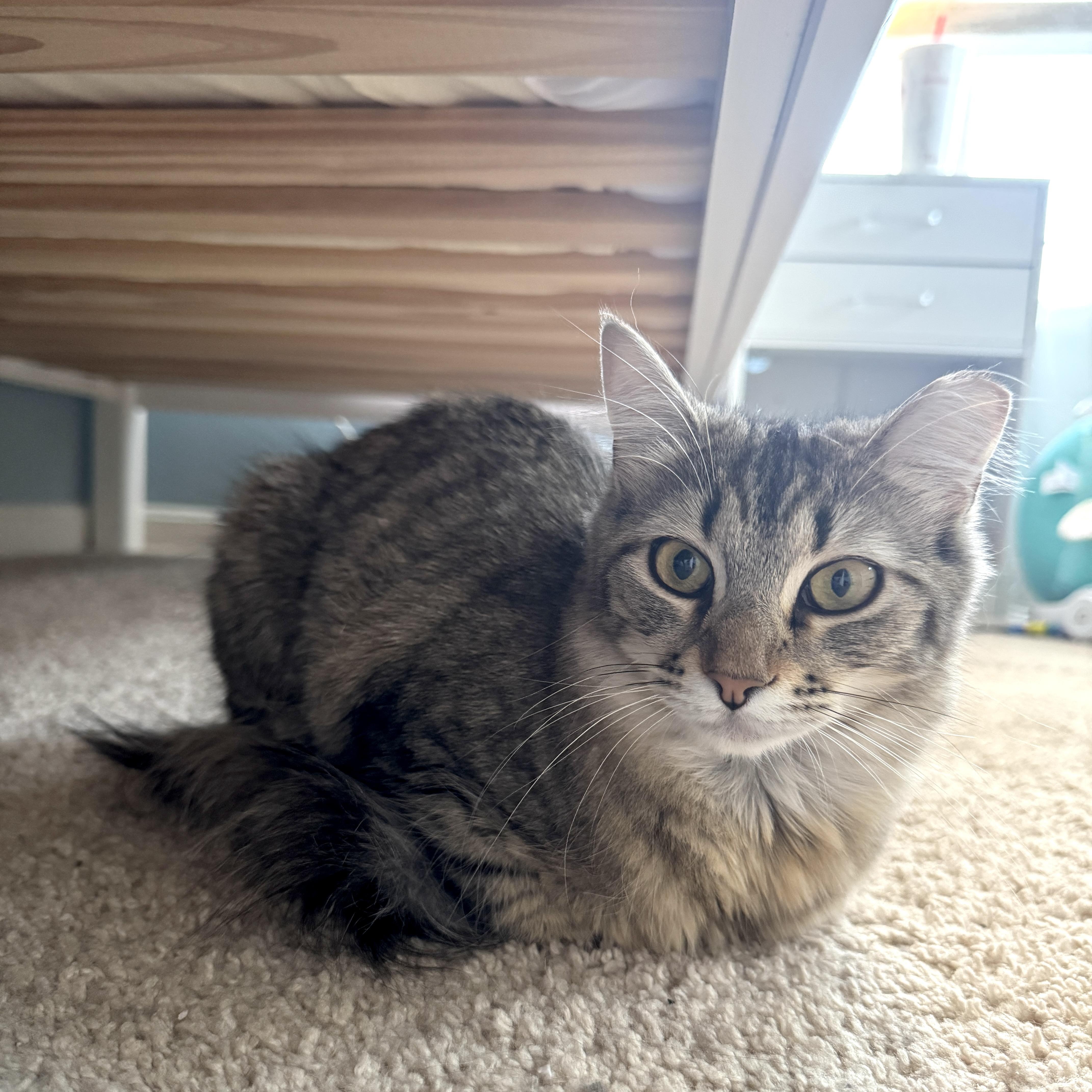 Enlarge Playful & Pretty Patina - The Wand Toy & Treat Enthusiast, a Adoptable Domestic Medium Hair in Bristow, VA image 1/4