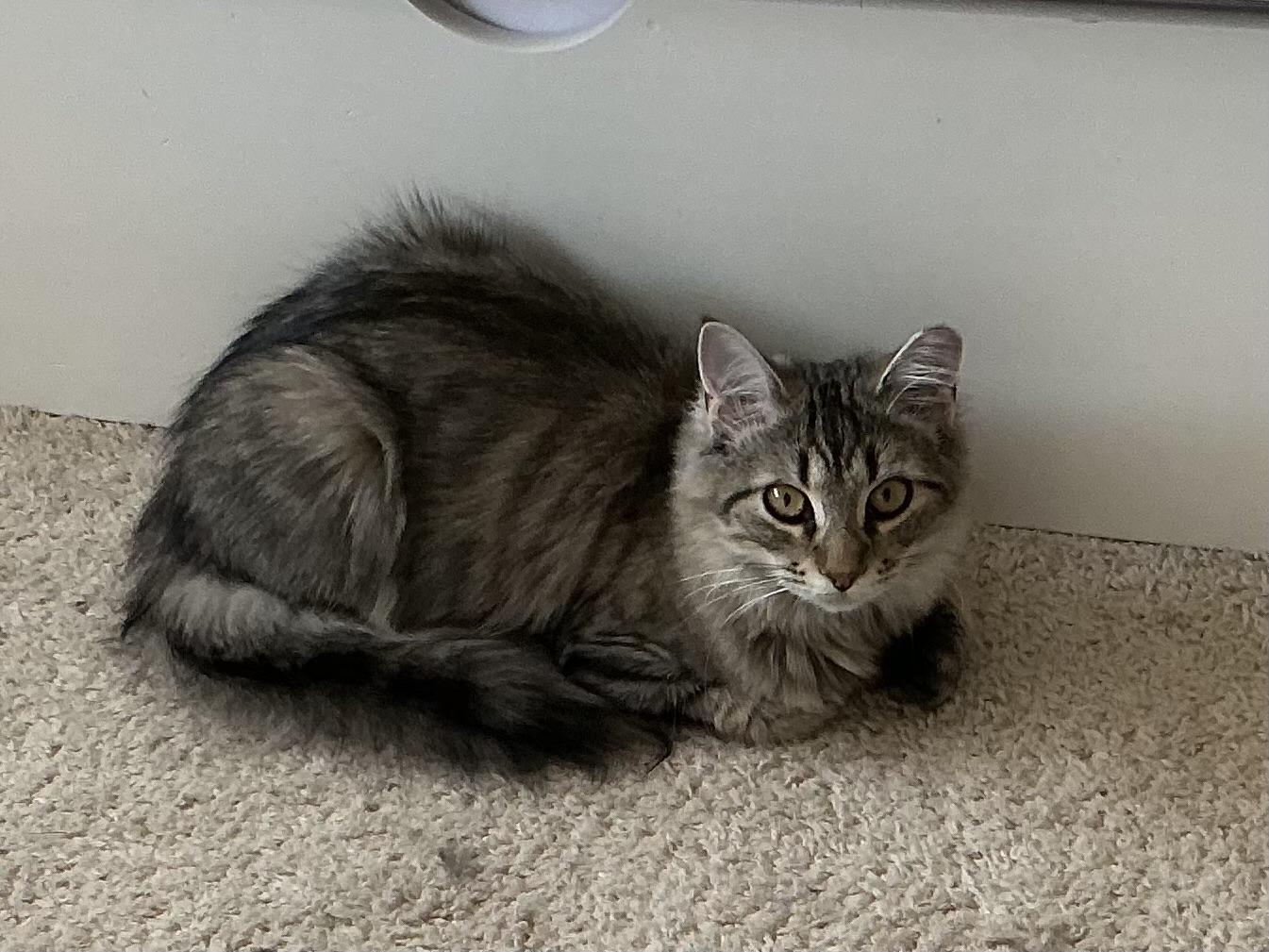 Enlarge Playful & Pretty Patina - The Wand Toy & Treat Enthusiast, a Adoptable Domestic Medium Hair in Bristow, VA image 4/4