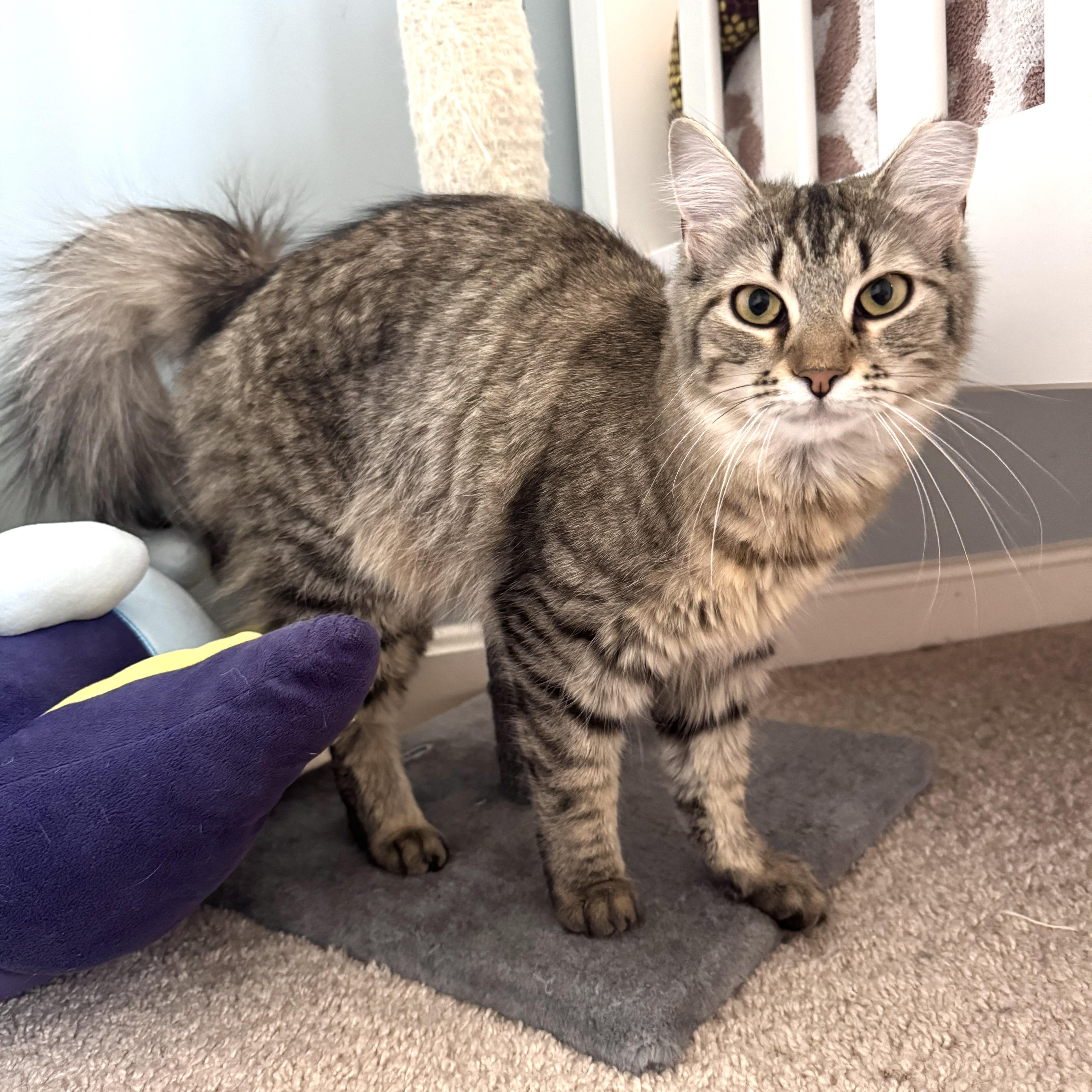 Enlarge Playful & Pretty Patina - The Wand Toy & Treat Enthusiast, a Adoptable Domestic Medium Hair in Bristow, VA image 2/4