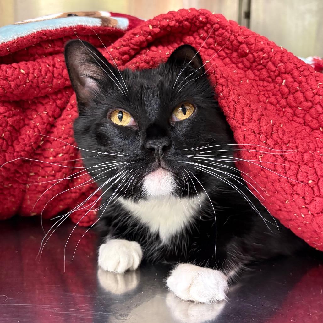 Allie — thumbnail 2