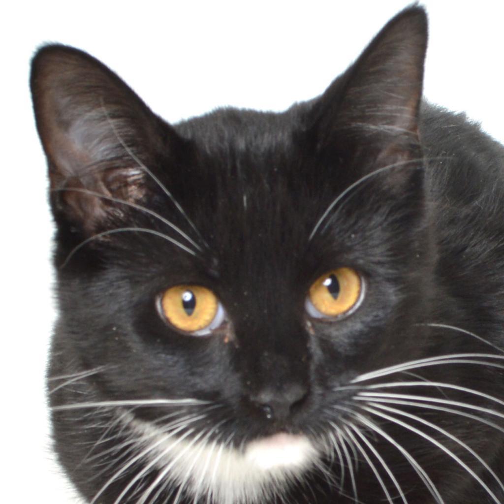 Allie — thumbnail 3