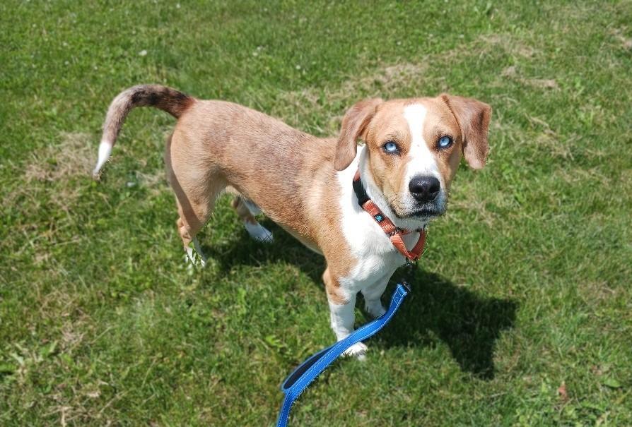 Calvin, Adoptable, Adult Male Beagle.