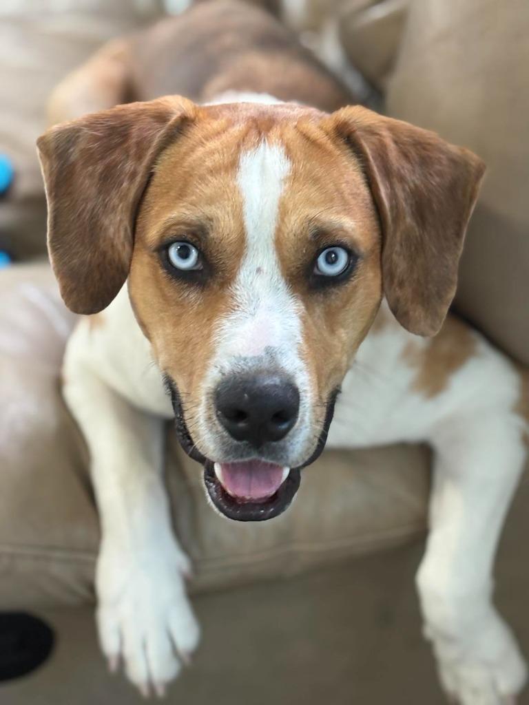 Calvin, a Adoptable Beagle in Prairie du Chien, WI image 2/4