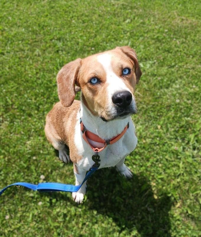 Calvin, a Adoptable Beagle in Prairie du Chien, WI image 3/4