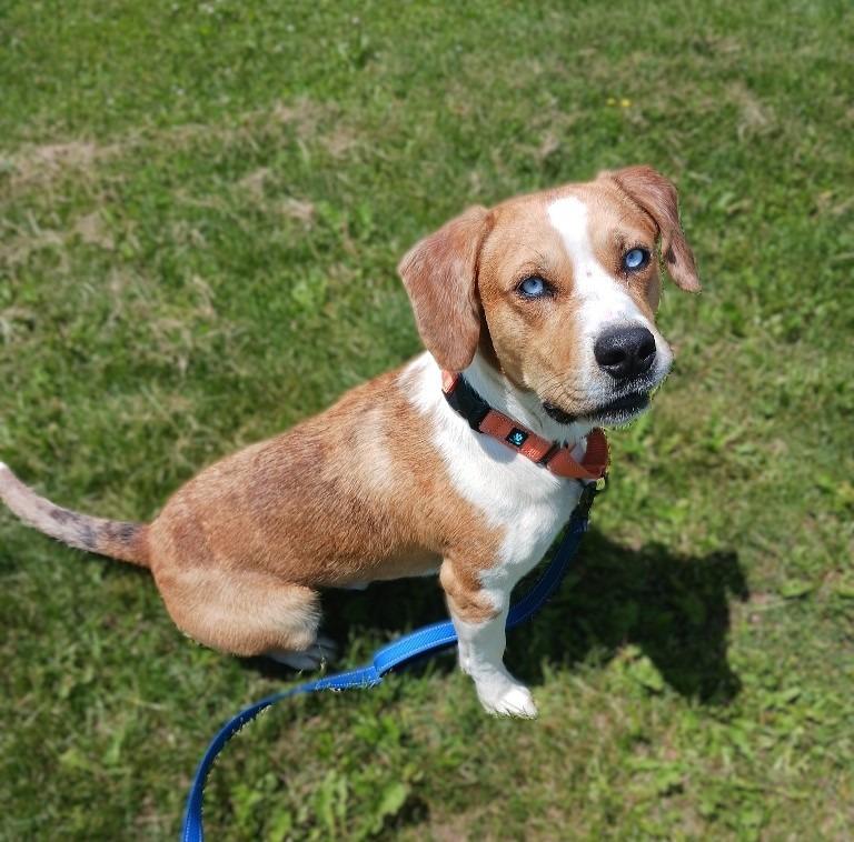 Calvin, a Adoptable Beagle in Prairie du Chien, WI image 4/4