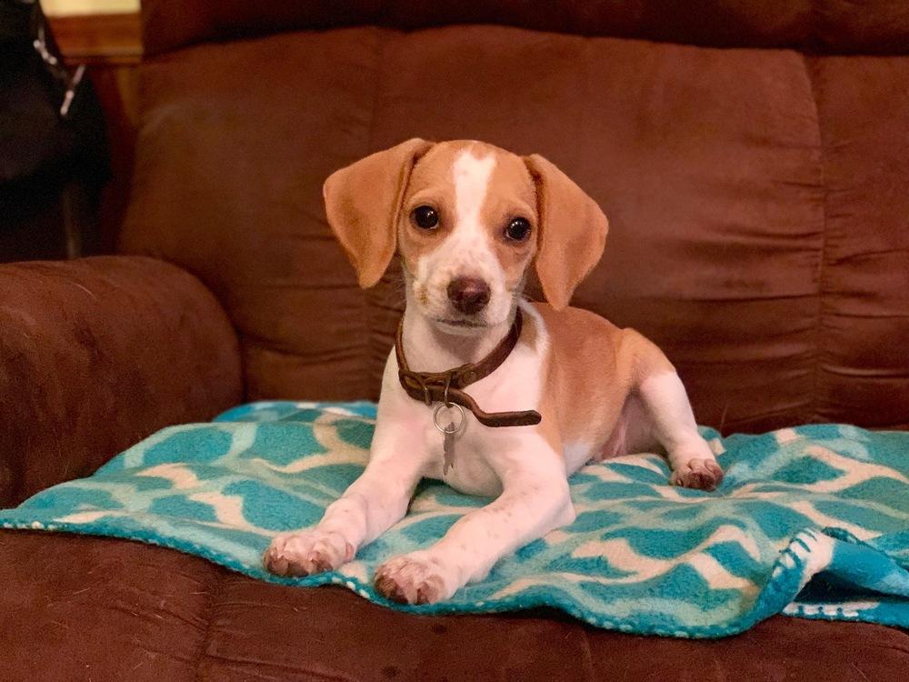 Enlarge Verbena, a Adopted Beagle in Cloverdale, IN image 1/1