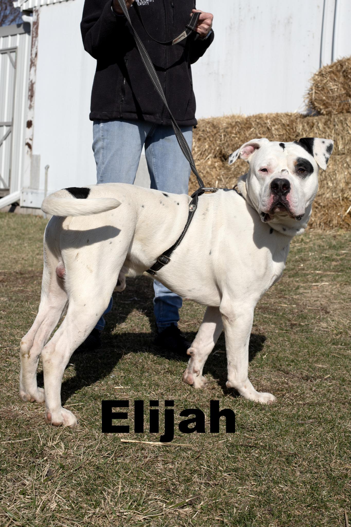 Elijah, an adoptable Pit Bull Terrier in Macomb, IL_image-1