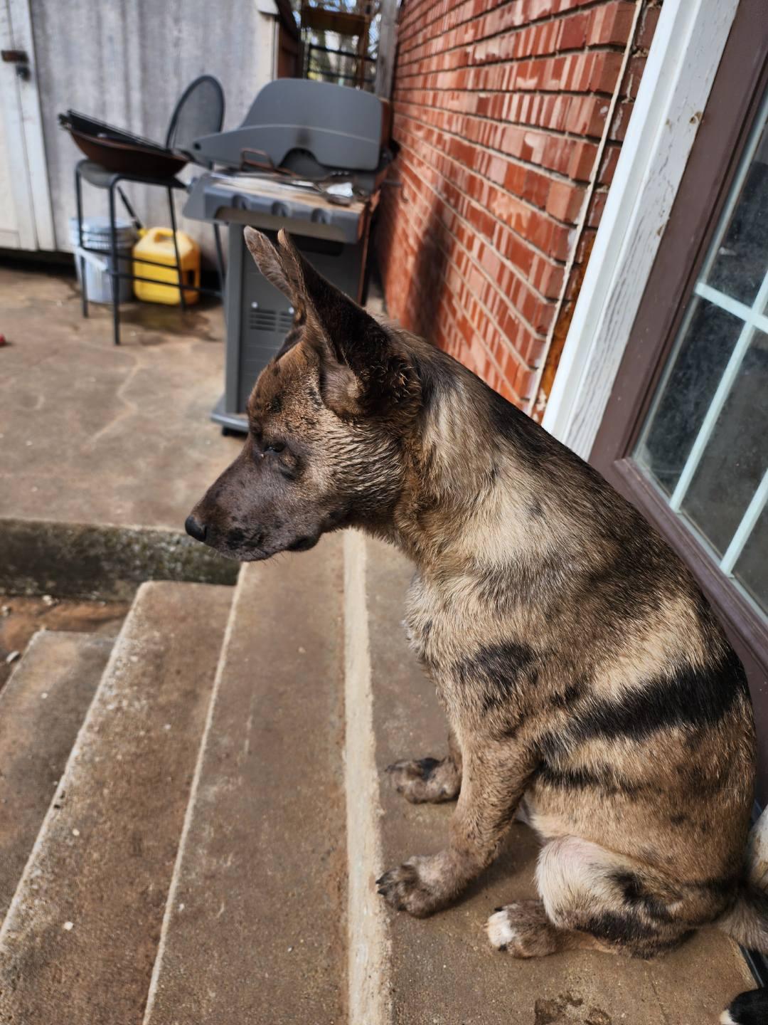 Enlarge Kai, a Adoptable mixed breed in Meeker, OK image 2/3