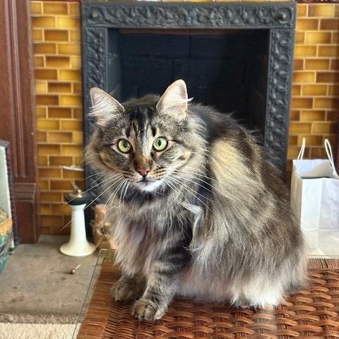 Cleo, Adoptable, Adult Female Domestic Long Hair.