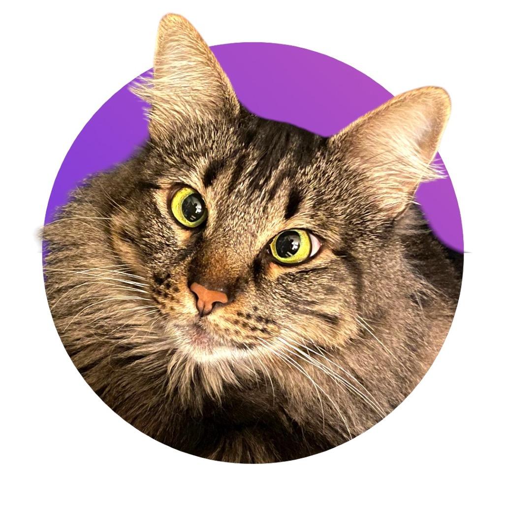 Enlarge Cleo, a Adoptable Domestic Long Hair in Pacific Grove, CA image 2/6