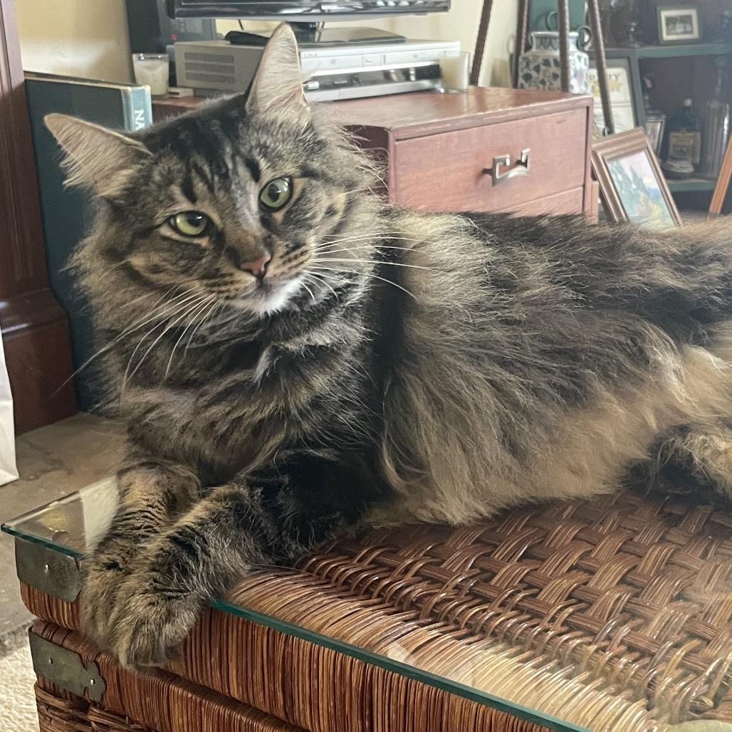 Enlarge Cleo, a Adoptable Domestic Long Hair in Pacific Grove, CA image 3/6