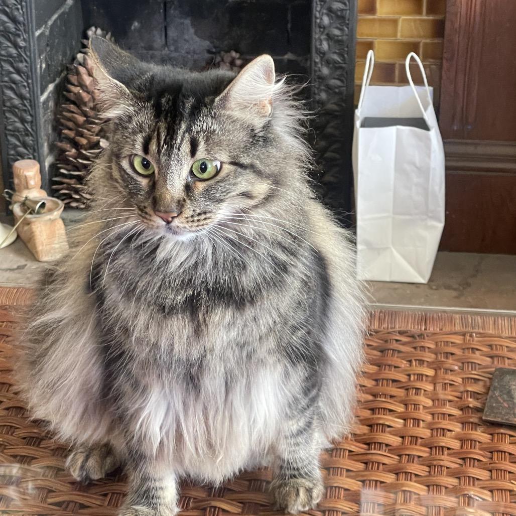 Enlarge Cleo, a Adoptable Domestic Long Hair in Pacific Grove, CA image 4/6