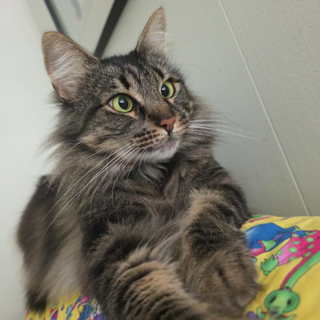 Enlarge Cleo, a Adoptable Domestic Long Hair in Pacific Grove, CA image 5/6