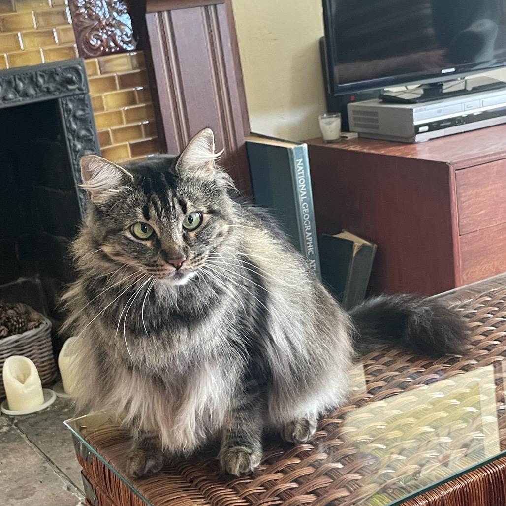 Enlarge Cleo, a Adoptable Domestic Long Hair in Pacific Grove, CA image 6/6