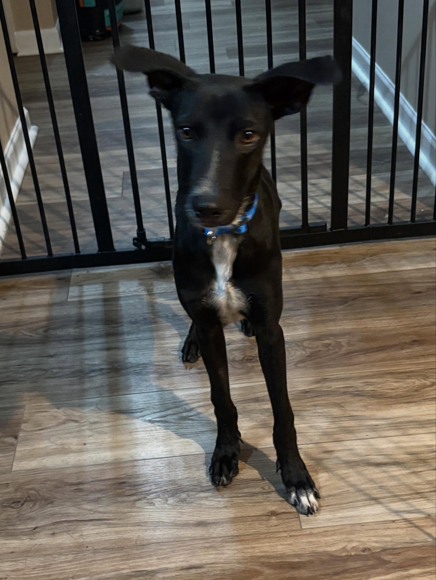 Enlarge Caden, an adopted mixed breed in Pawtucket, RI image 4/6