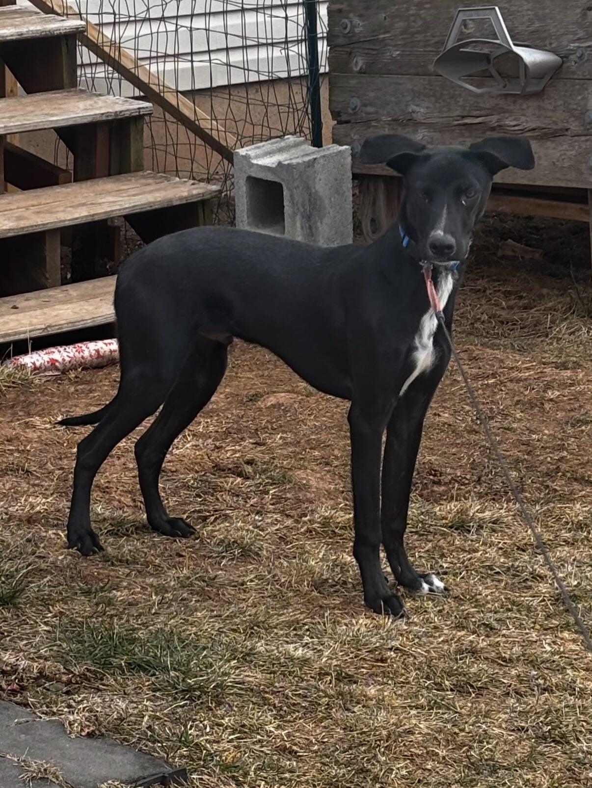 Enlarge Caden, an adopted mixed breed in Pawtucket, RI image 2/6