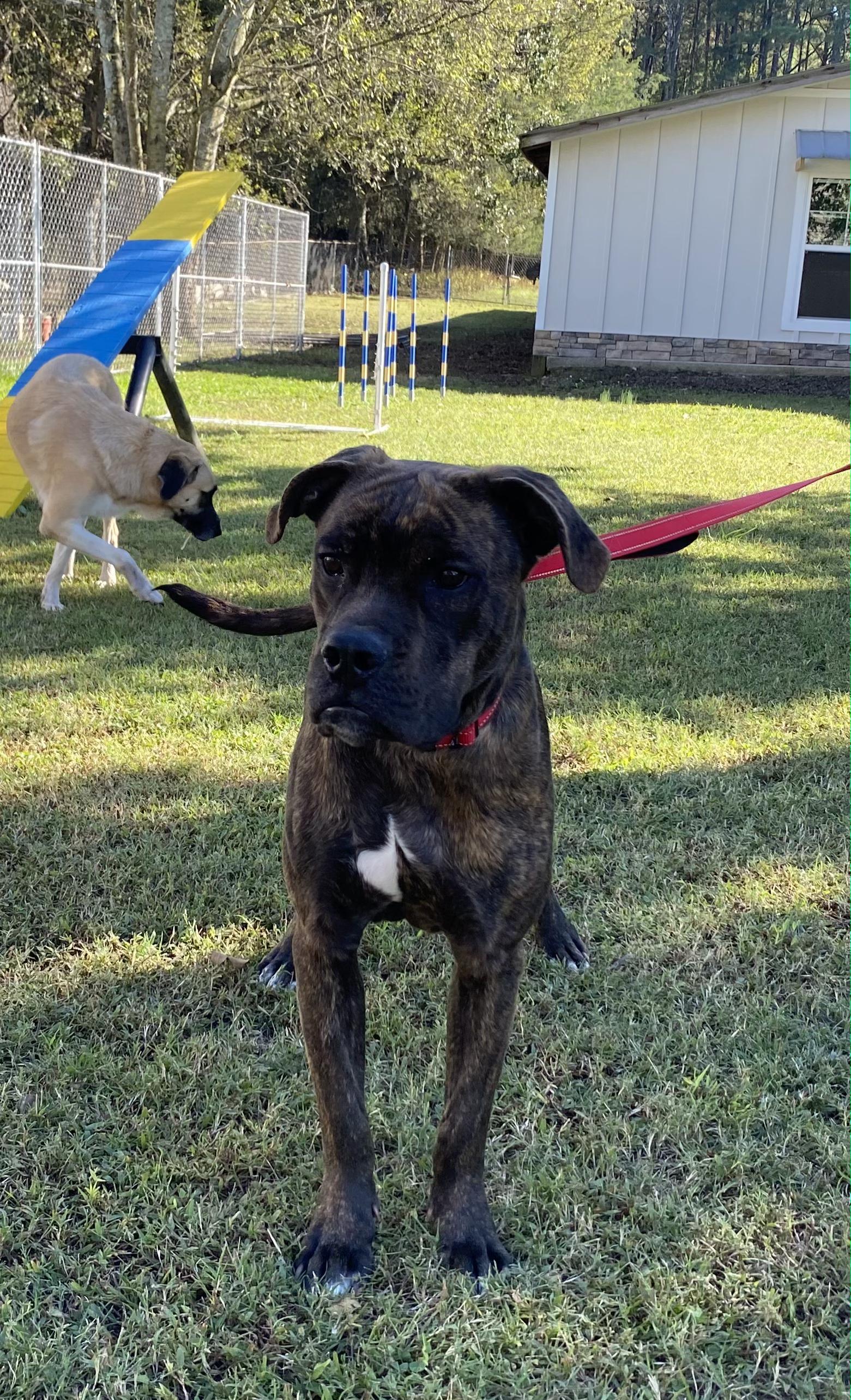 Enlarge Lincoln, a Adoptable Mixed Breed in Fairfield, NJ image 1/6